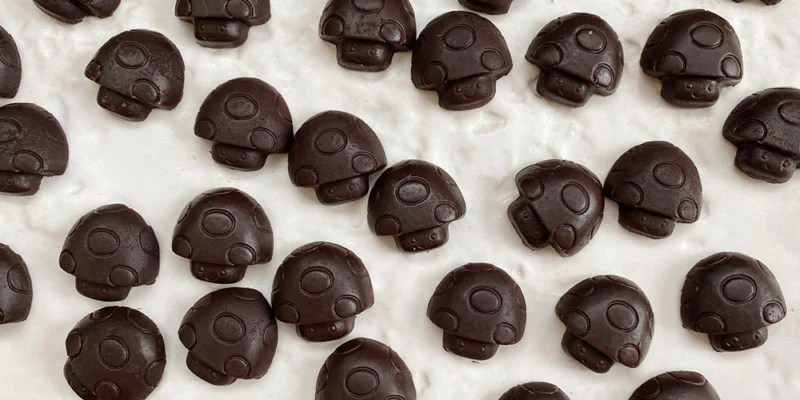 mushroom chocolate nearby